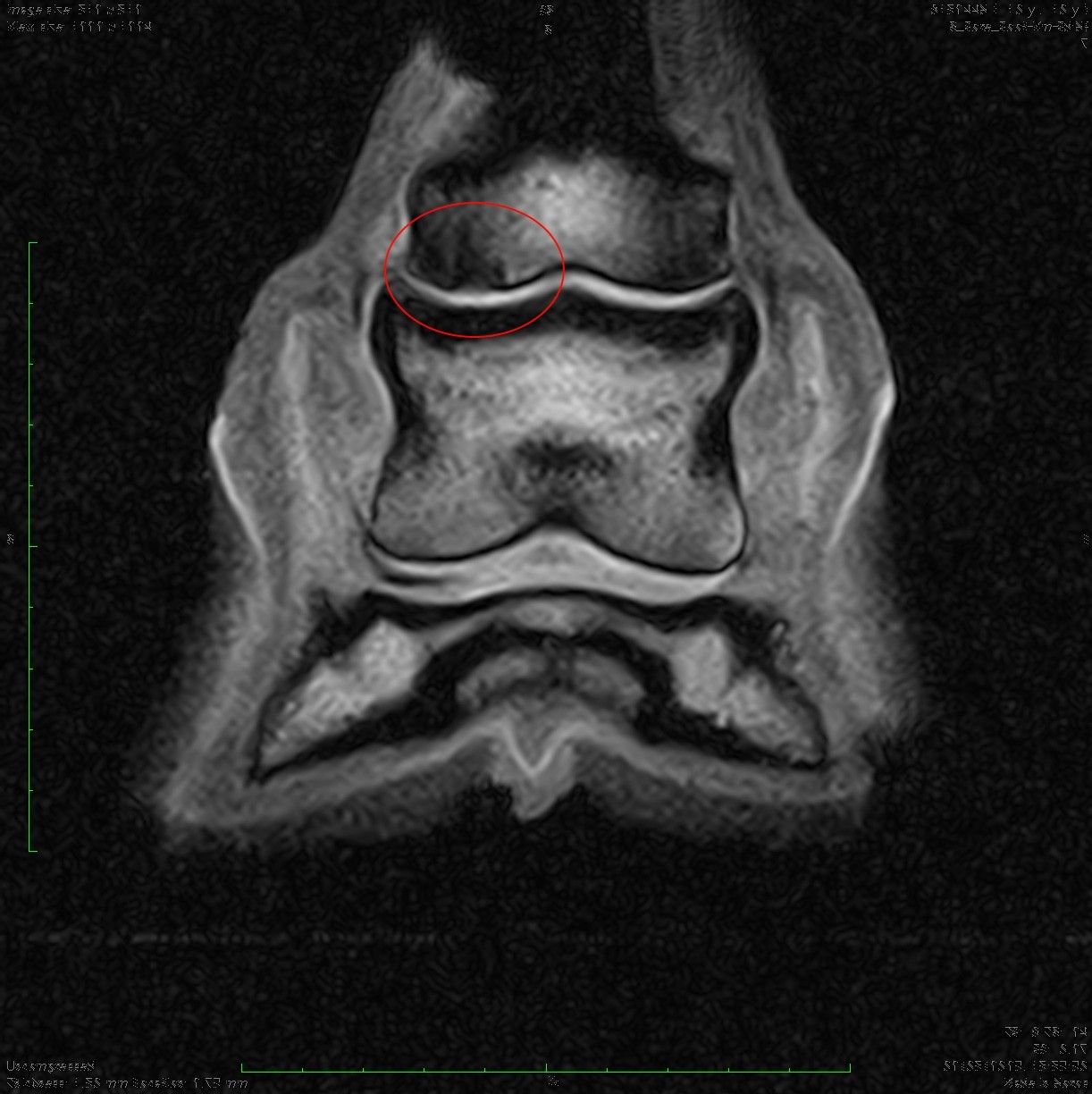 equine mri